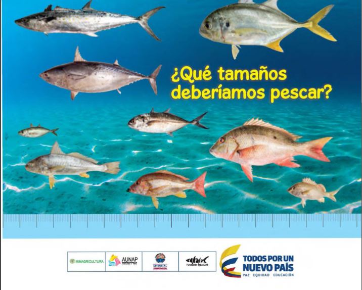 ¿Que Tamaños Deberiamos Pescar?